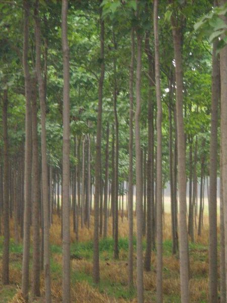 楸树